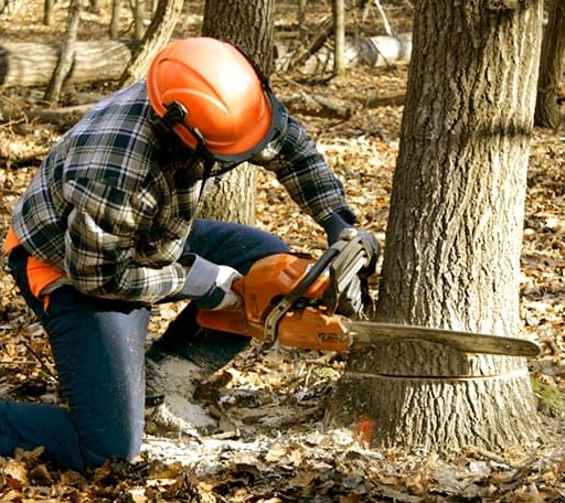 Tree Removal in Berkeley, IL